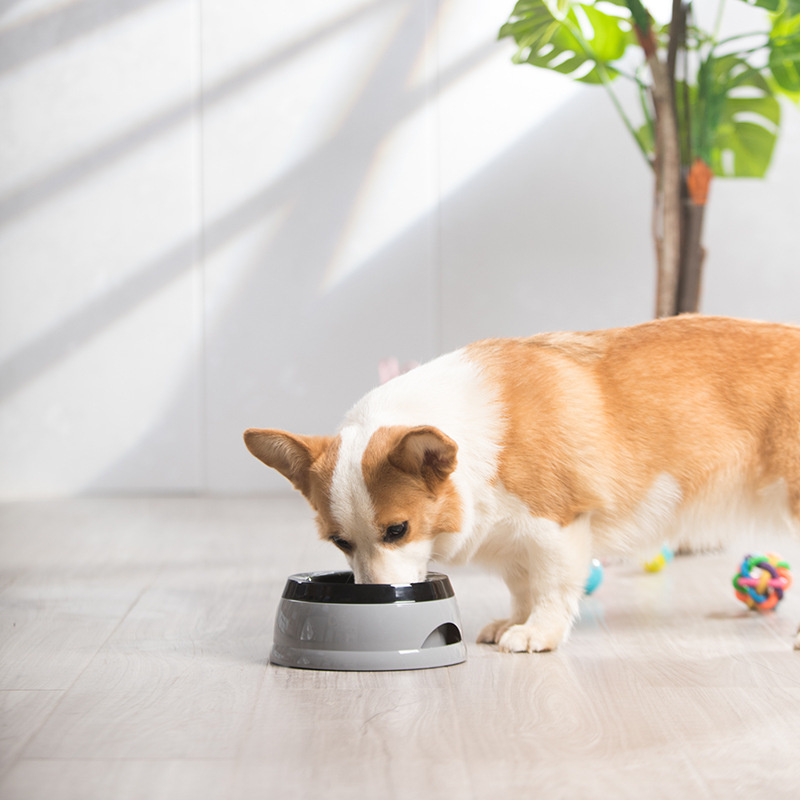Pet Dog Bowls Floating Not Wet - Travel Accessories For Dogs 评论和价格